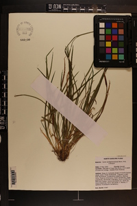 Carex cumberlandensis image