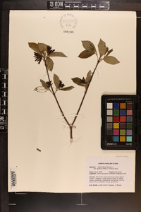 Calycanthus floridus var. glaucus image