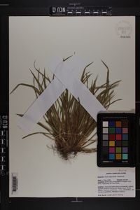 Carex abscondita image