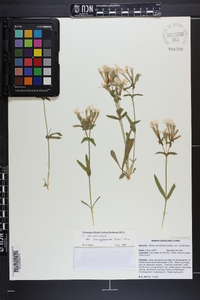 Silene caroliniana image