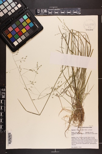 Poa autumnalis image