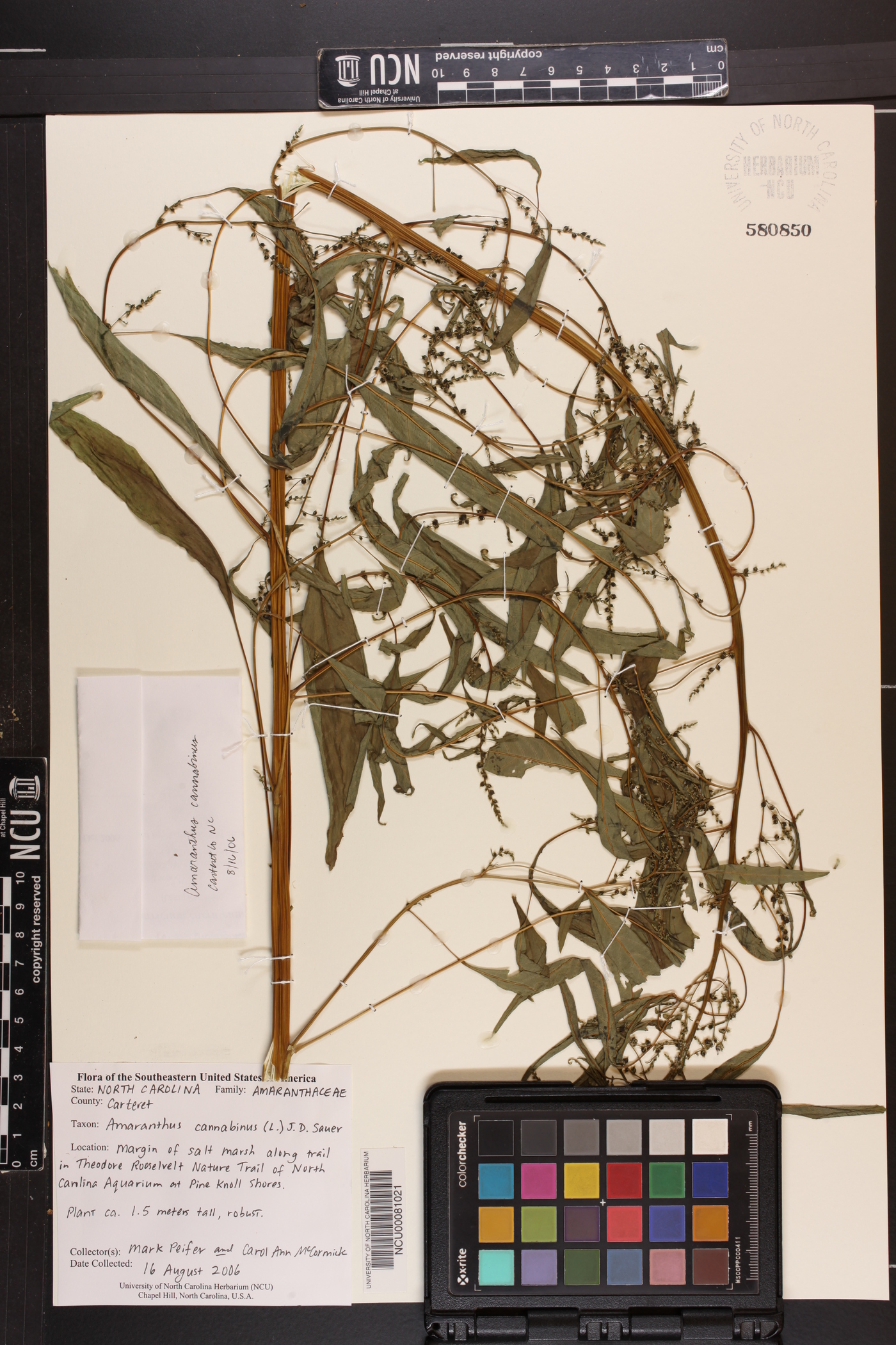 Amaranthus cannabinus image