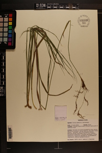 Scirpus pendulus image