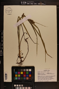 Carex aureolensis image
