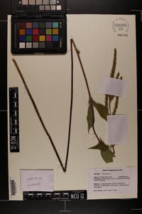 Iva annua image