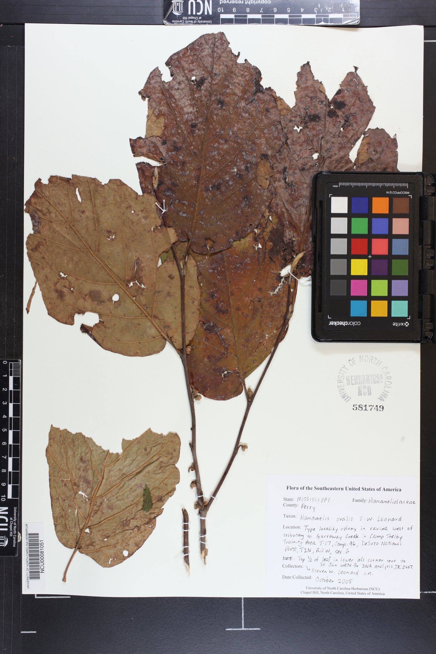 Hamamelis ovalis image