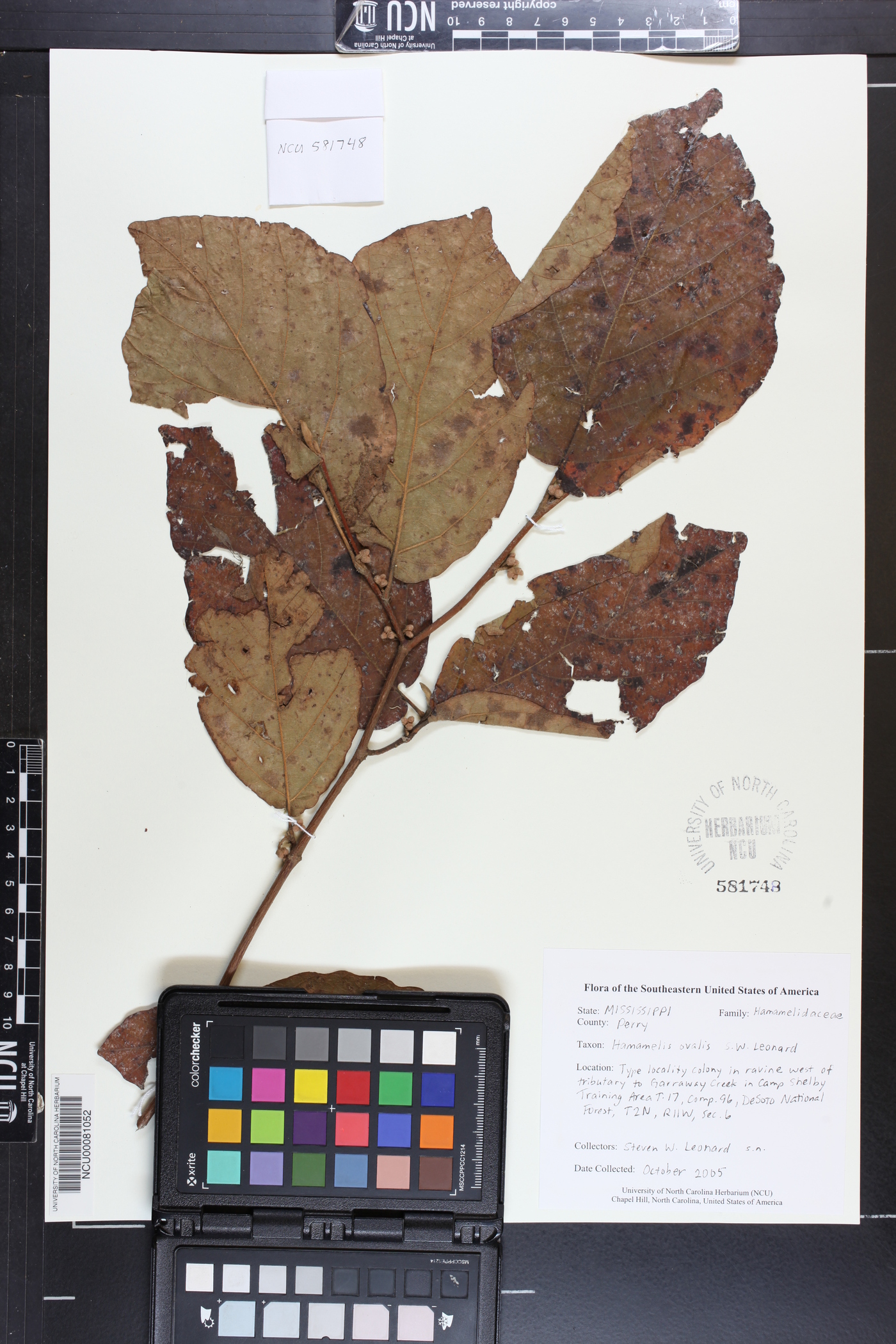 Hamamelis ovalis image