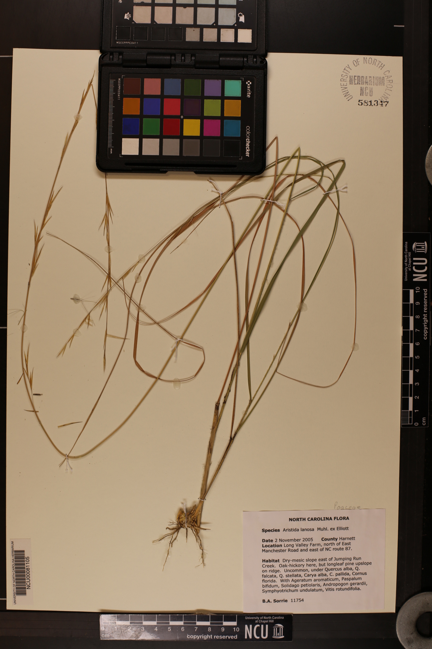 Aristida lanosa image