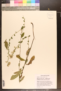 Solidago petiolaris image