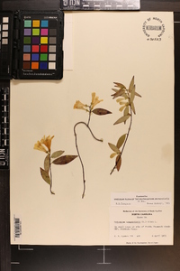 Gelsemium sempervirens image