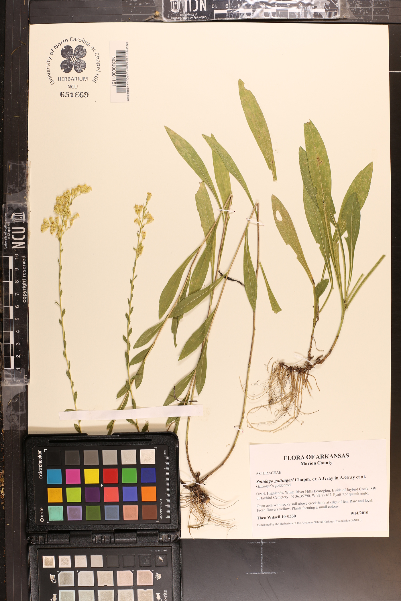 Solidago gattingeri image