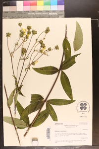 Silphium asteriscus var. trifoliatum image