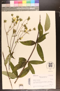 Silphium asteriscus image