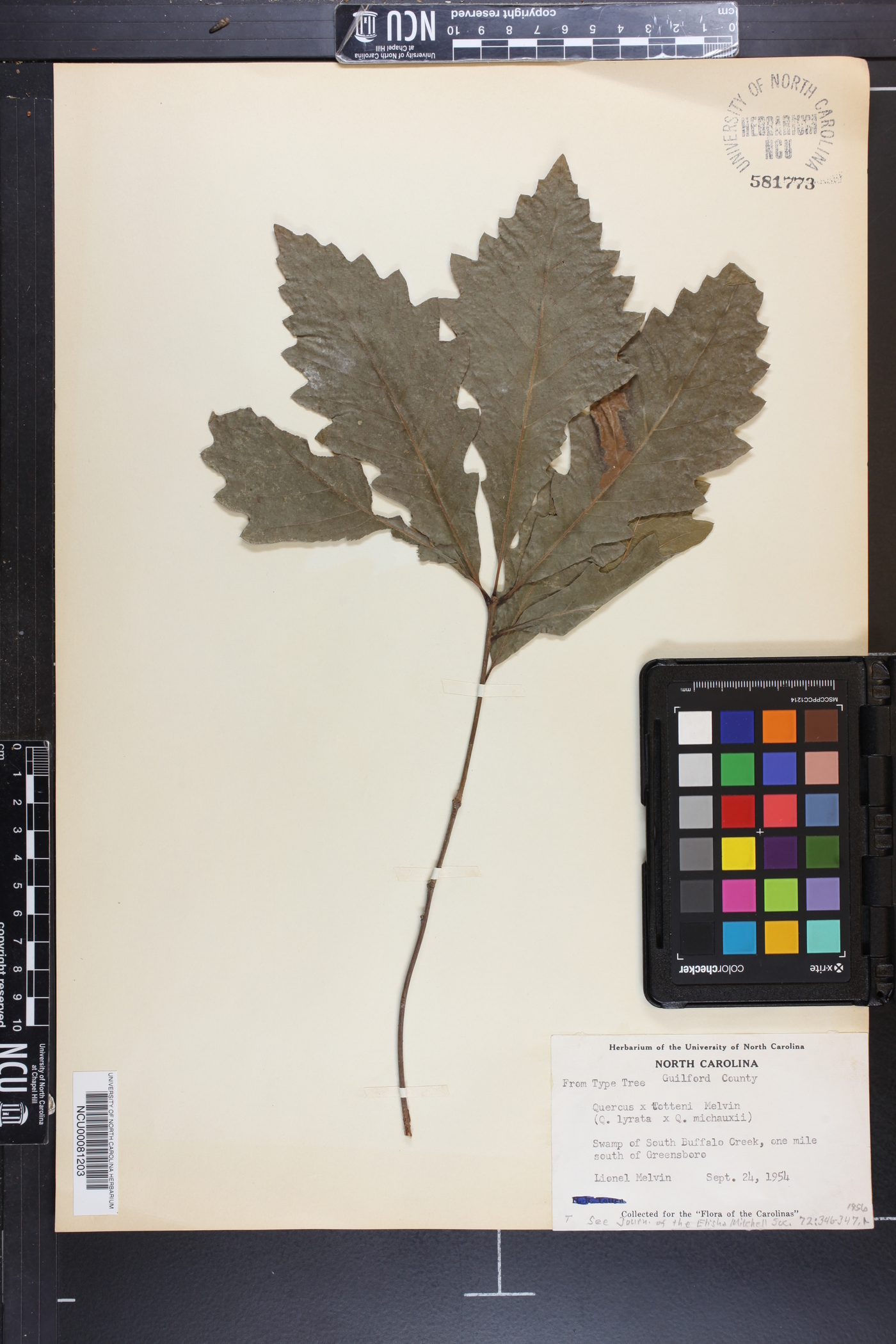 Quercus tottenii image