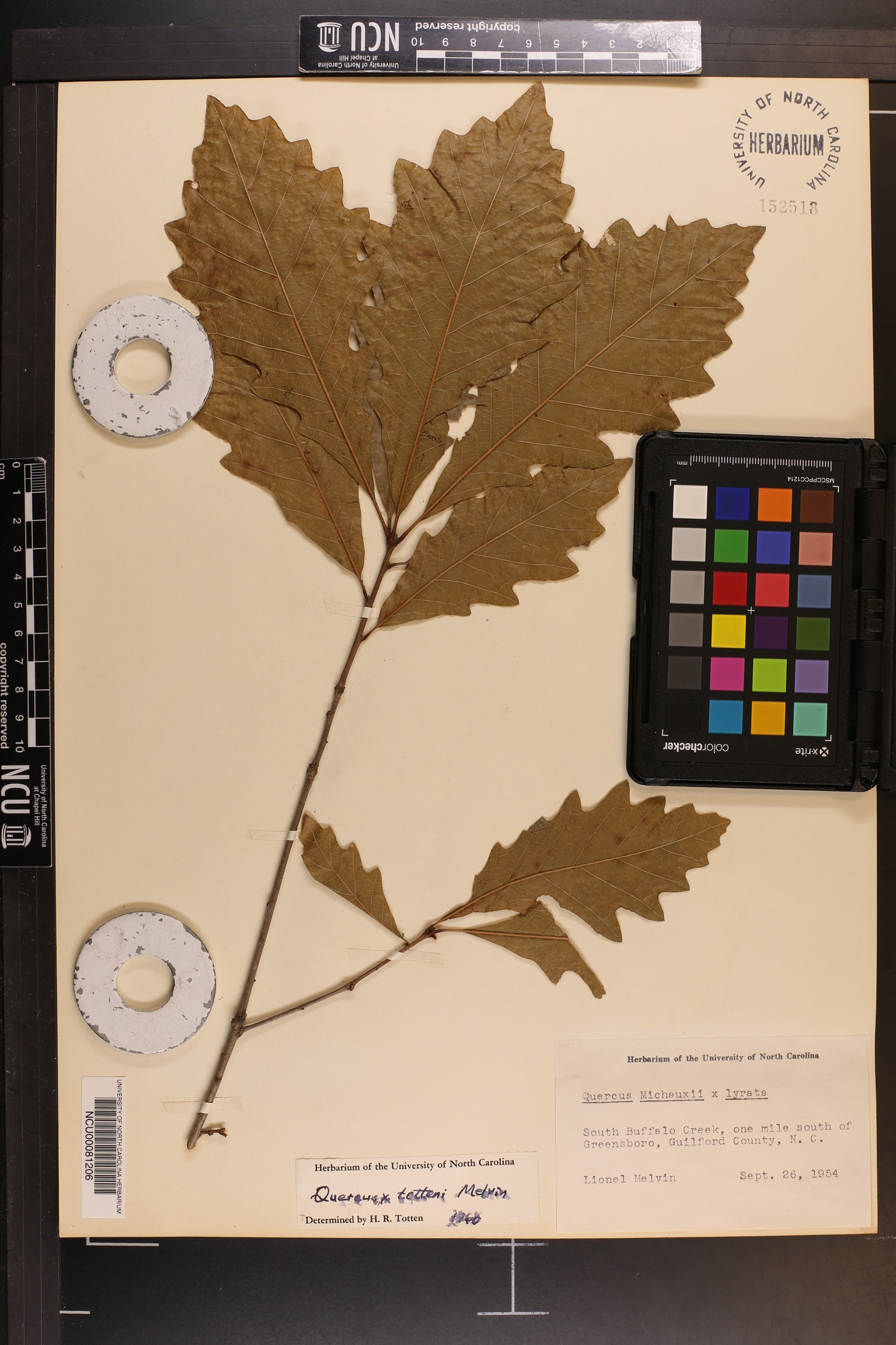 Quercus x tottenii image