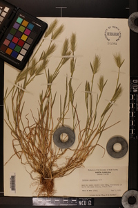 Hordeum murinum image