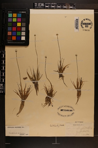 Eriocaulon compressum image