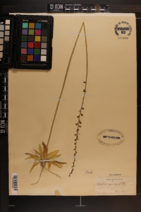 Aletris aurea image
