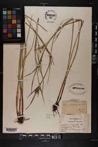 Scleria oligantha image