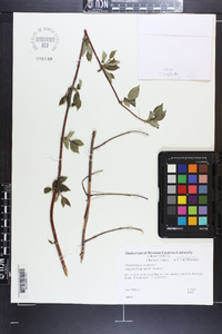 Philadelphus inodorus image