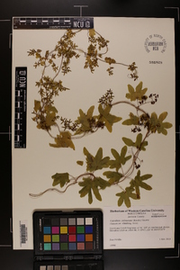 Lygodium palmatum image