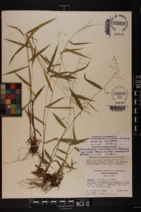 Dichanthelium dichotomum var. dichotomum image