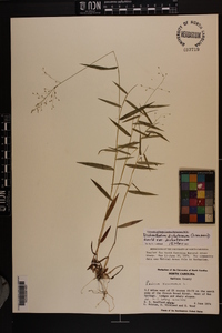 Dichanthelium dichotomum var. dichotomum image