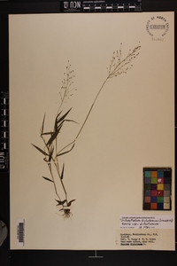 Dichanthelium dichotomum var. dichotomum image