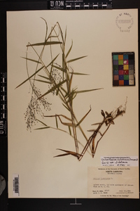 Dichanthelium dichotomum var. dichotomum image