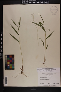 Dichanthelium dichotomum var. ramulosum image