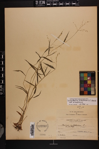 Dichanthelium dichotomum var. dichotomum image