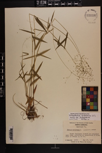 Dichanthelium dichotomum var. dichotomum image