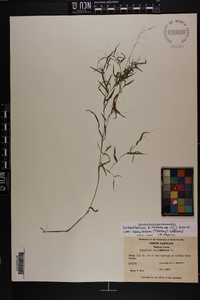 Dichanthelium dichotomum var. ramulosum image