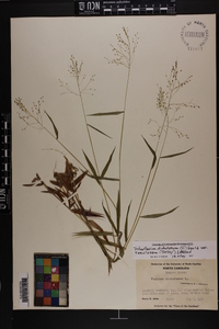 Dichanthelium dichotomum var. ramulosum image