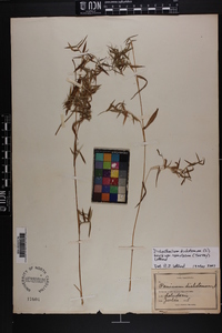 Dichanthelium dichotomum var. ramulosum image