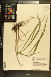 Uniola sessiliflora image