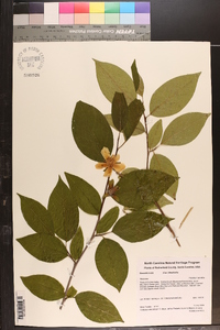 Stewartia ovata image