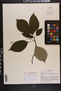 Cornus alternifolia image