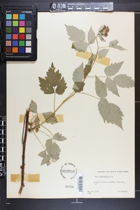 Rubus occidentalis image