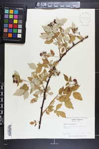 Rubus occidentalis image