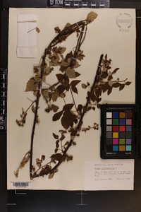 Rubus occidentalis image