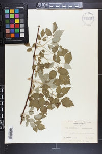 Rubus occidentalis image