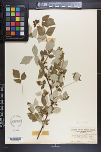 Rubus occidentalis image