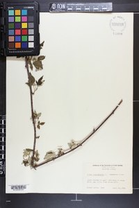 Rubus occidentalis image