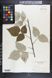 Rubus occidentalis image