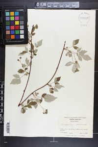 Rubus occidentalis image