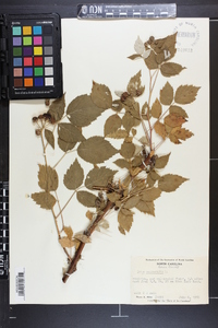 Rubus occidentalis image