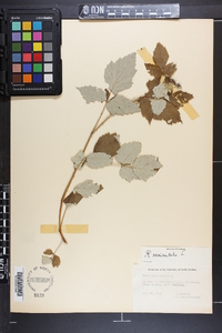 Rubus occidentalis image