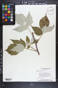 Rubus occidentalis image