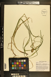 Carex squarrosa image